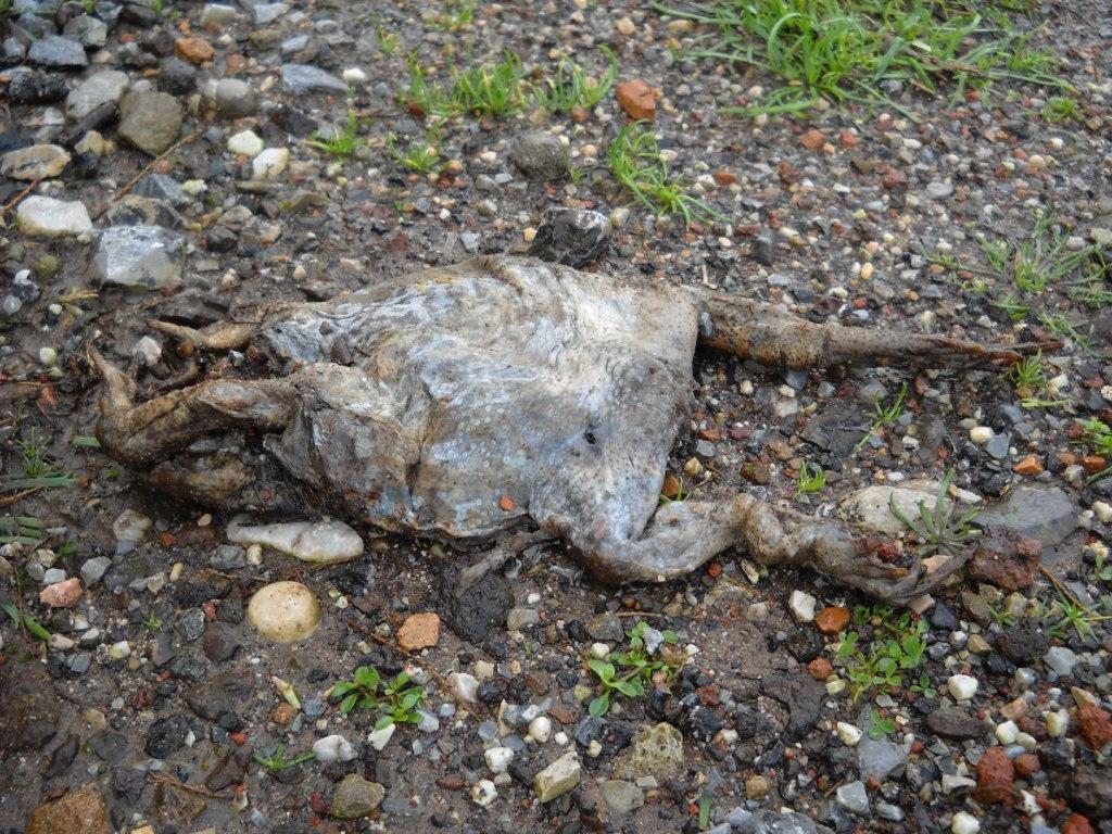 I fossi e lo stagno di Baratti (Piombino - LI)